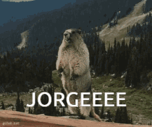 Jorge Jorge Beaver GIF - Jorge Jorge Beaver Beaver GIFs