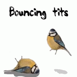 bouncing-****-pun.gif