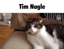 Tim Nagle Cat GIF - Tim Nagle Cat Uncomfortable GIFs