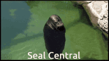 Seal Central Seal Spin GIF