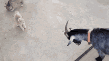 Small But Mighty GIF - Animals Cats Kitten GIFs