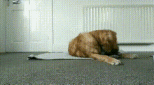 dog training hide blanket roll tired clicker training