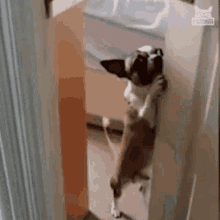 dog closing a door