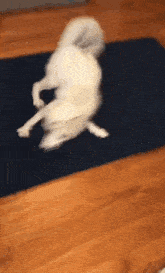 a white dog is laying on its back on a yoga mat on a wooden floor .