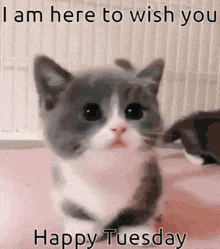a gray and white kitten with the words " i am here to wish you happy tuesday " below it