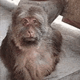 a close up of a monkey sitting on a staircase looking at the camera .
