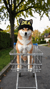 a dog wearing a beanie that says dea is sitting in a shopping cart