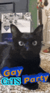 a black cat is laying on a carpet with the words gay cats party written on it