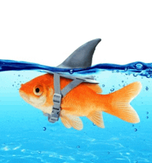 a goldfish with a shark fin is swimming in the water
