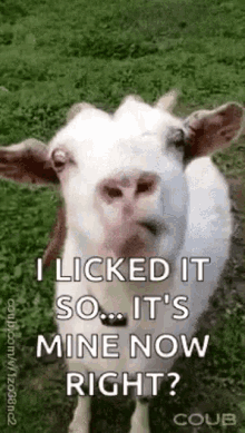 Goat Eating GIF - Goat Eating Funny Animals GIFs
