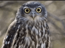 Owl Staring GIF - Owl Staring Who Are You Looking At GIFs