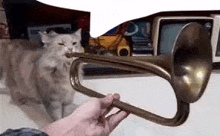cat trumpet silly