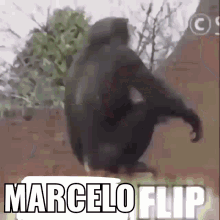 Marcelo Flip Chupenla GIF - Marcelo Flip Marcelo Flip GIFs