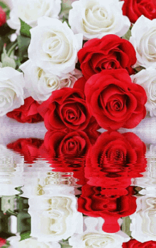 Red Whites Red White Flowers GIF - Red Whites Red White Flowers Red White Rose GIFs