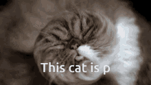This Cat Is P Cat GIF - This Cat Is P Cat Pee GIFs