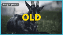 You Old Goat.Gif GIF - You Old Goat Happy Birthday Birthday Wishes GIFs