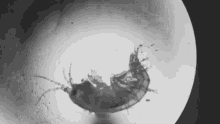 pregnant clip crevette microscope foetus