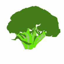 vegetarian brocoli