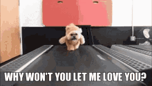 why wont you love me gif
