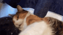 Cat Calico Cat GIF - Cat Calico Cat Funny Cat Gif GIFs