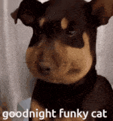 Funky Cat Gc Goodnight GIF