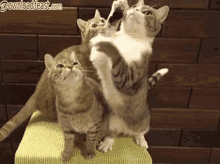 Funny Cat Fight Dont Touch Me GIF - Funny Cat Fight Dont Touch Me GIFs