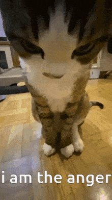 Angry Real GIF - Angry Real Cat GIFs
