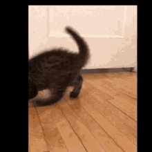Cats Funny GIF - Cats Funny Cute GIFs