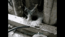 Grounded Spider GIF - Grounded Spider Game GIFs