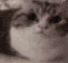 a close up of a cat 's face with its eyes closed .