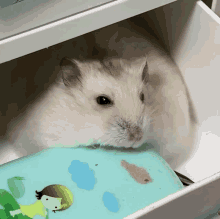 Hamster Hammy GIF - Hamster Hammy Wink GIFs