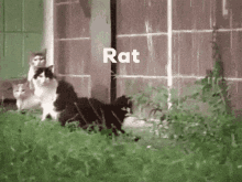 Rat Funny Rat GIF - Rat Funny Rat Rat Vs Cat GIFs