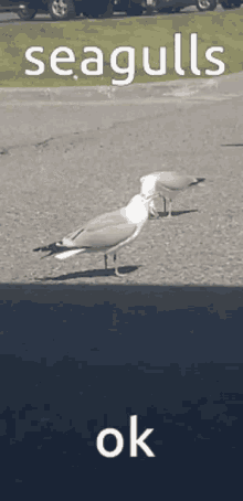 seagulls seagull gull gulls wingull