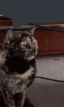 Judge Cat GIF - Judge Cat Neko GIFs
