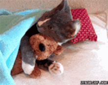 cat hug cute toy