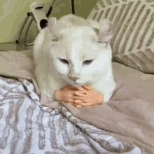 Orbarbs Cat GIF - Orbarbs Cat Hands GIFs