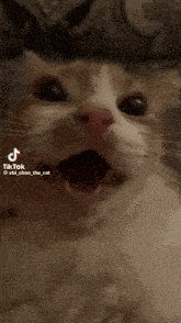 Quiero Una Estufa Cat GIF - Quiero Una Estufa Cat Mad GIFs