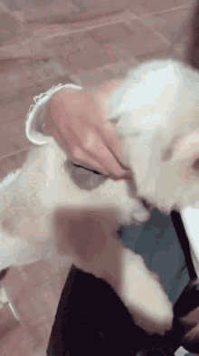 a person is brushing a small white dog on the floor