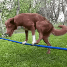 Dog Balancing GIF