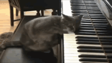 cat pet black playing piano