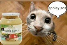 a cat is looking at a jar of organic apple sauce .