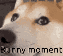 Bunny Moment Spazz GIF - Bunny Moment Spazz Fast GIFs