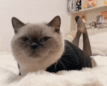 a cat is laying on its stomach on a bed with its legs up .