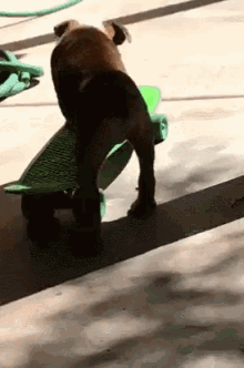 Funny Animals Dogs GIF - Funny Animals Dogs Skate GIFs