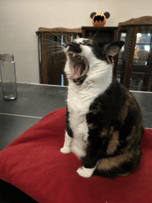 a black and white cat is yawning with a mickey mouse pumpkin in the background