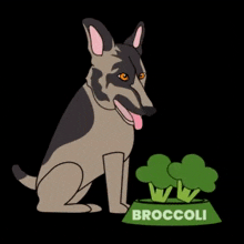 a dog is sitting next to a bowl of broccoli