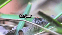 Bonjour Bugs GIF - Bonjour Bugs Spiders GIFs