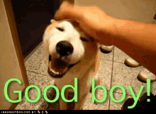 Good Boy GIF - Good Boy Dog Pet GIFs