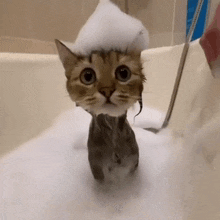 Chill Ahh Cat GIF - Chill Ahh Cat GIFs