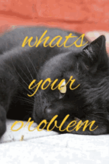 Pruts Black GIF - Pruts Black Cat GIFs